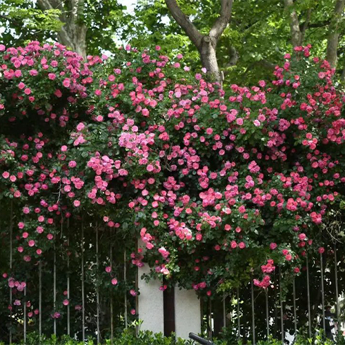 大學之志