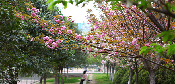 平頂山工業(yè)職業(yè)技術(shù)學院 - 最美大學