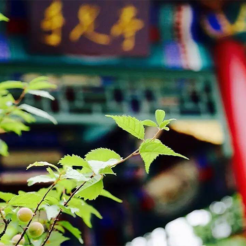 大學(xué)志