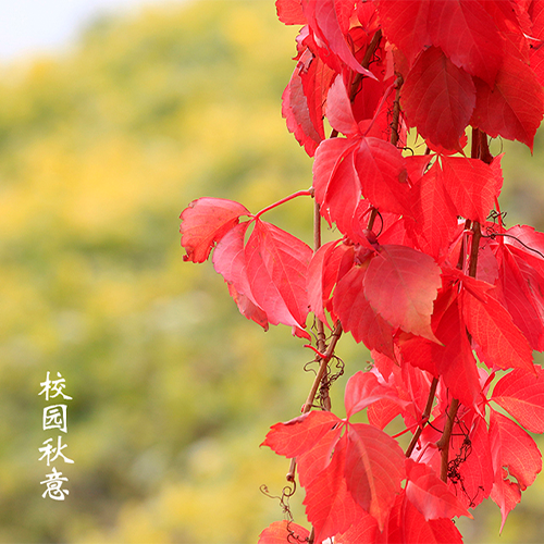 最美校園