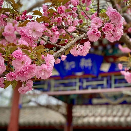大學之志