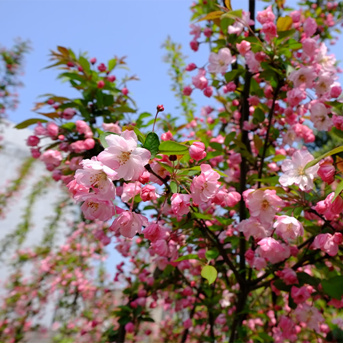 陌上花開