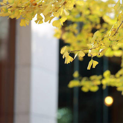 四川大學錦江學院
-最美校園