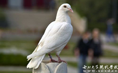 西北大學現(xiàn)代學院 - 我的大學
