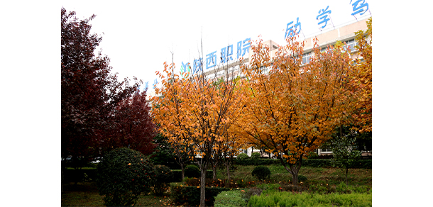 我的大學(xué)-大學(xué)志