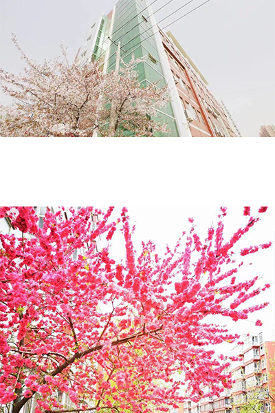 河北女子職業(yè)技術學院