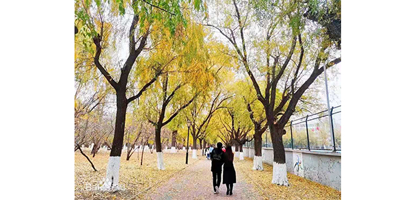 我的大學(xué)-大學(xué)志